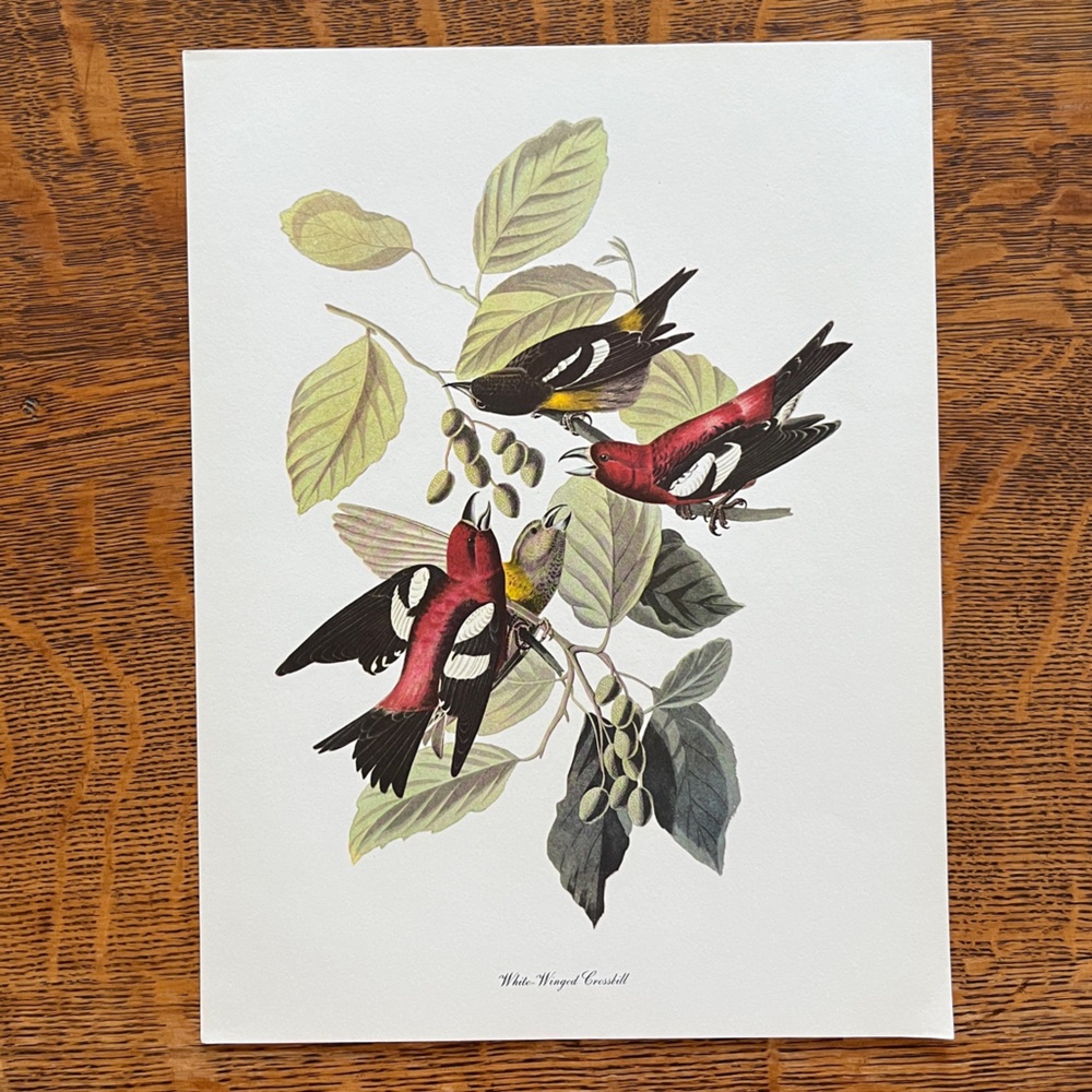 Vintage Audubon Birds of America Lithograph Print, White Winged Crossbill